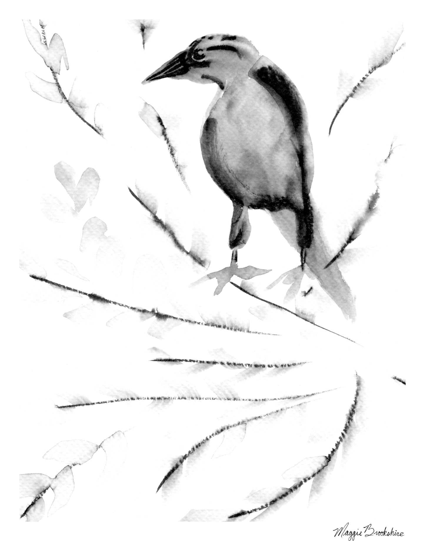 Lady Grackle II