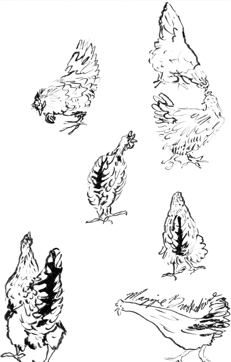 Chicken Character Sketch