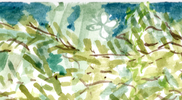 Round Rock Jungle Dream