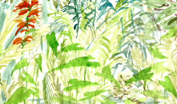 Round Rock Jungle Dream