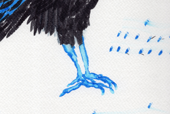 Corvid in Blue