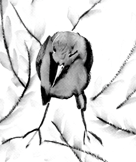 Lady Grackle