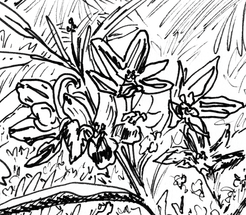 Kaitlyn's Favorite Flowers