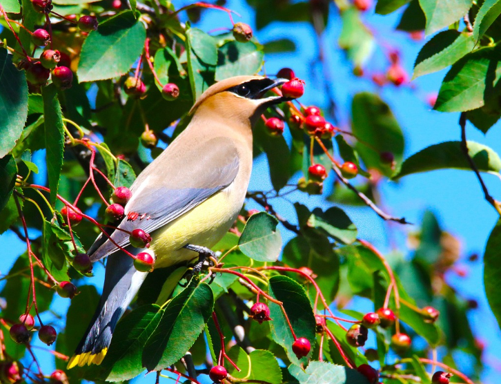 Cedar Waxwings