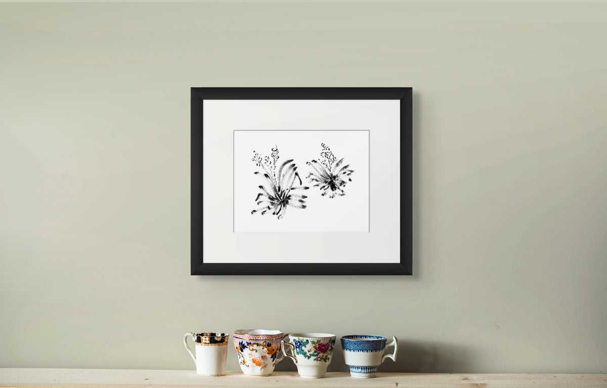 Soft Leaf Yucca