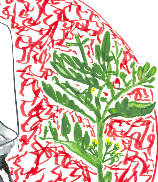 "Indeterminate Tomato" Original Watercolor Drawing