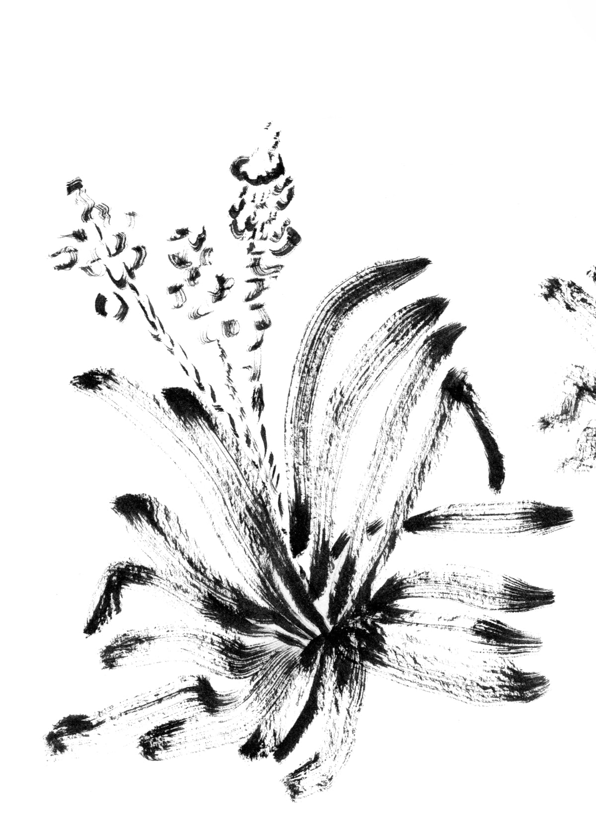 Soft Leaf Yucca